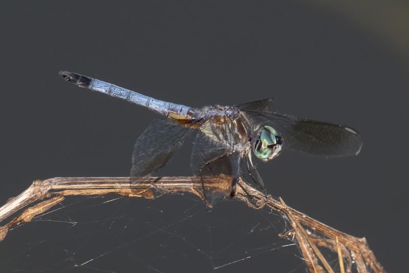 Pachydiplax longipennis (Blue Dasher) male-5.jpg